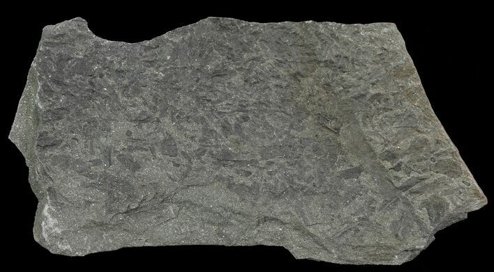 Slab Of Devonian Plant (Gosslingia) Fossils - Wales #66665